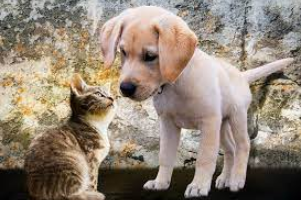 Adoção: você está preparado para cuidar de cachorro ou gato?
